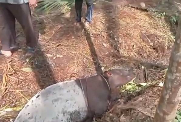 Seekor Tapir di Inhil Ditemukan Mati karena Kelelahan Seberangi Sungai