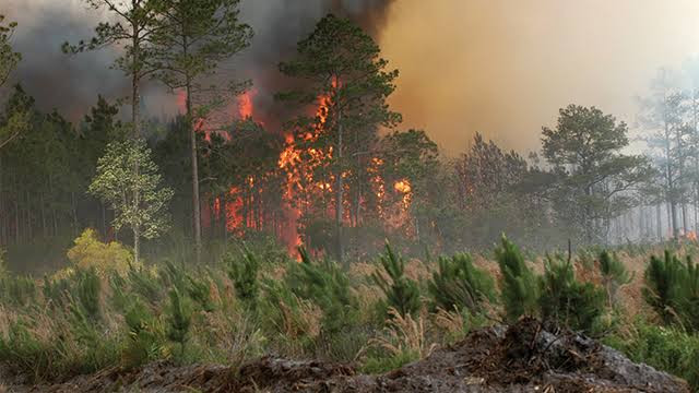 26 Hotspot Terpantau di Riau, 3 Diantaranya Titik Api