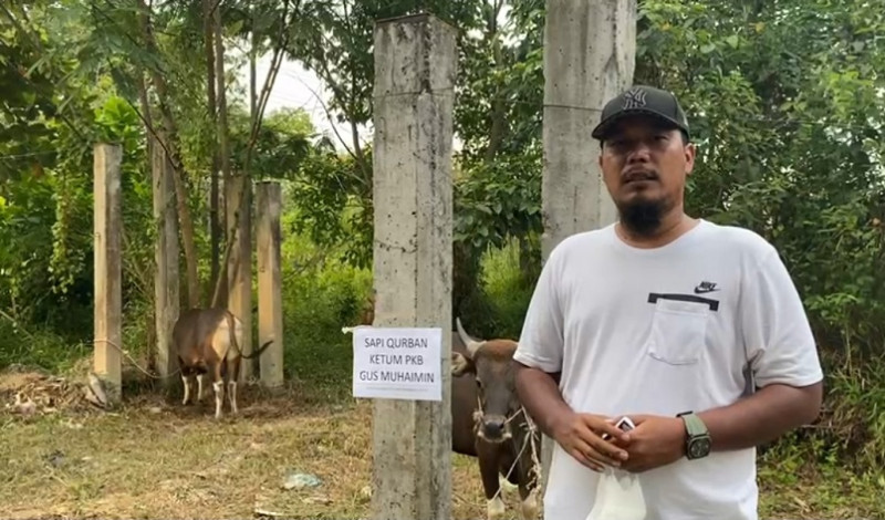 Semarakkan Hari Raya Kurban 1442 H, PKB Riau Siapkan 5 Ekor Sapi