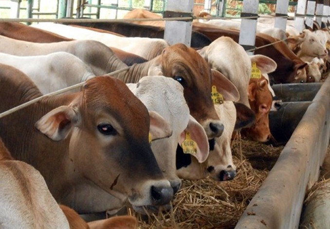 1.500 Kupon Daging Kurban Bakal Dibagikan ke THL dan Masyarakat