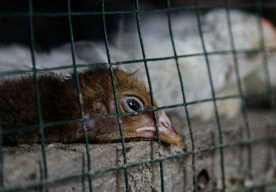 Pantai Gading Deteksi Flu Burung, Ternak Unggas Dimusnahkan