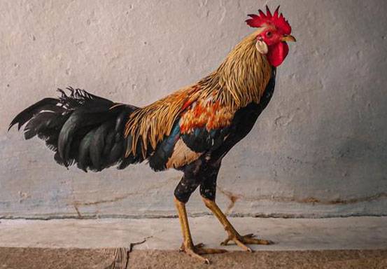 Sepasang Suami Istri  Gugat Tetangga Lantaran Punya Ayam yang Berkokok 200 Kali Sehari