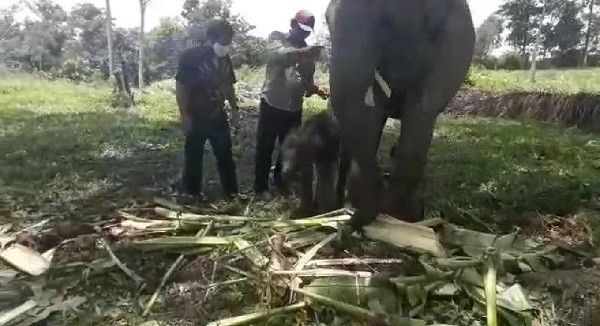 Nia Gajah Sumatera di PLG Minas Lahirkan Bayi Betina