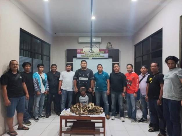 Jual Tulang Belulang Harimau Sumatera, Pria Inhu Ditangkap Polisi