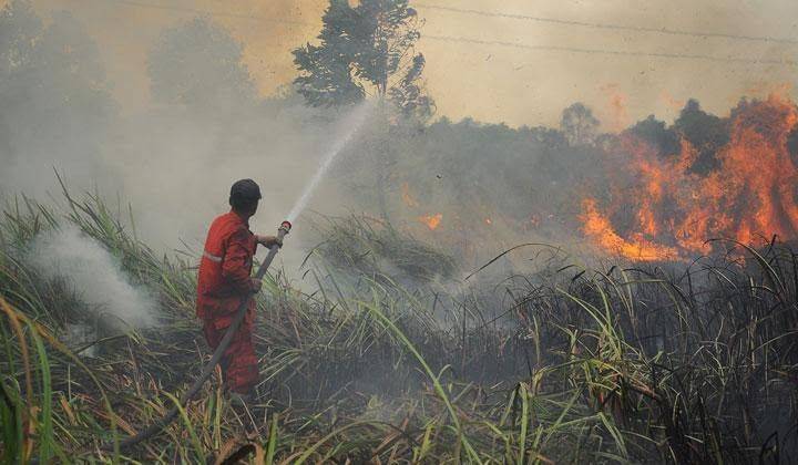 Januari hingga September, 14 Hektare Lebih Lahan di Pekanbaru Terbakar