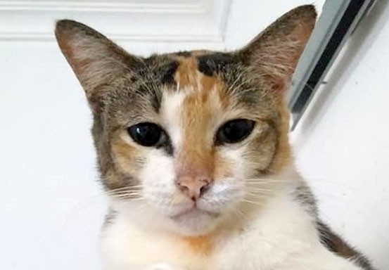 Rumah Kucing Pekanbaru Nunggak Tagihan Puluhan Juta Demi Menyelamatkan Si Meong