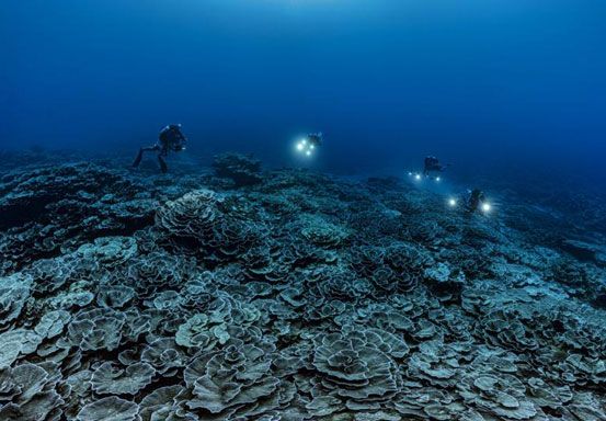 Terumbu Karang Langka Ditemukan di Lepas Pantai Tahiti