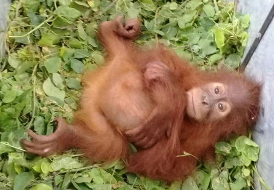 KLHK Gagalkan Penyelundupan Orangutan di Dalam Bus di Tobek Godang