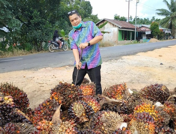 Produksi CPO Berkurang Picu Kenaikan Harga Sawit di Riau