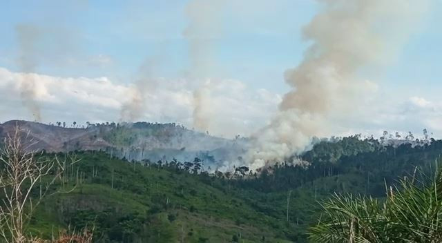 100 Hektare Hutan Lindung Bukit Suligi Terbakar, Pemadaman Terkendala Akses Jalan dan Sumber Air