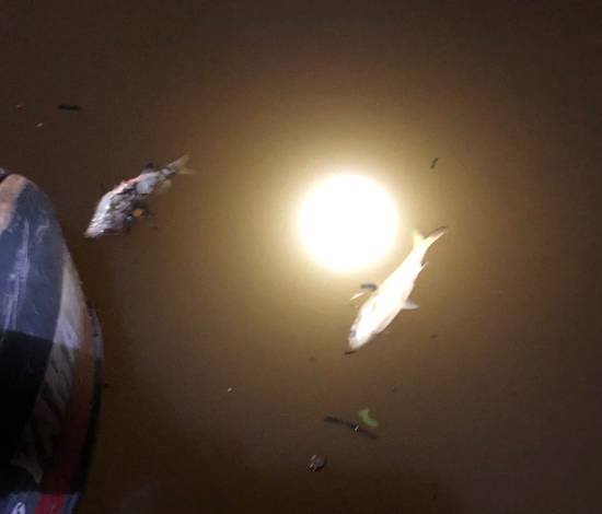 Ribuan Ikan Mati di Sungai Siak, DLH Sudah Ambil Sampel Air