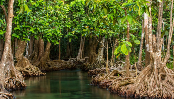 Hanya 48 Persen Mangrove Indonesia Kondisi Baik