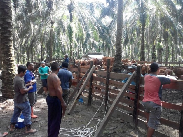 Khawatir Mati Mendadak, 4 Ribu Ekor Sapi di Riau Dijual Murah ke Pedagang