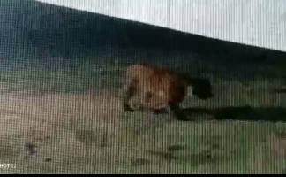 Diduga Harimau di Siak Terekam CCTV Berkeliaran, BKSDA Ungkap Ukurannya