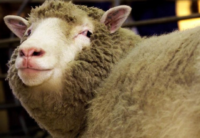 Peneliti Skotlandia Umumkan Kelahiran Domba Kloning Dolly