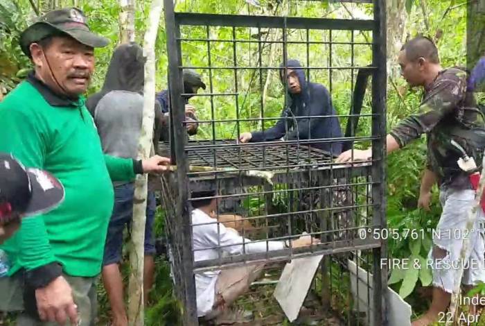 Teror Harimau di Siak, Tim Patroli Lebaran Pertama di Hutan Pasang Box Trap dan Kamera Pantau
