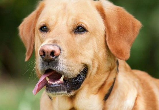 Ilmuwan Temukan Jenis Baru Virus Corona dari Anjing