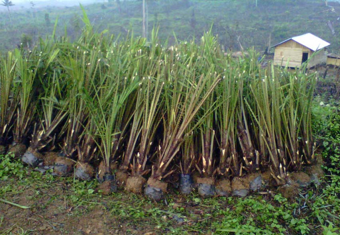 Target 24 Ribu Ha, Progres Replanting Sawit di Riau Baru 35 Persen