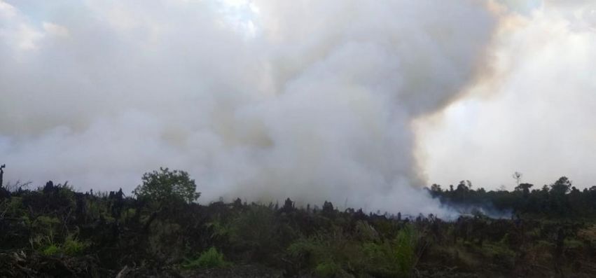 Lebih Seribu Hektare Lahan di Riau Terbakar Selama 2022, Ini Kabupaten Terbanyak