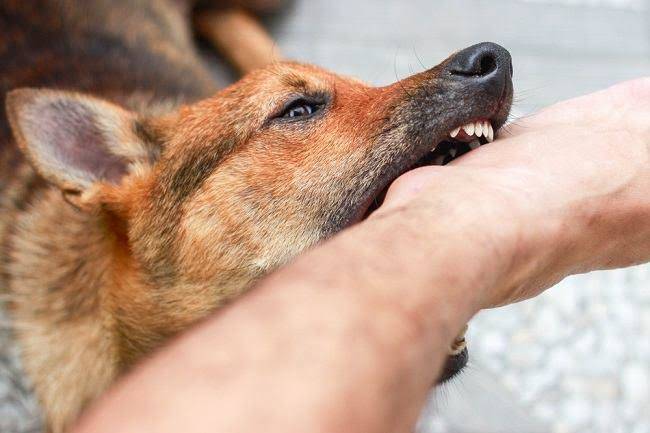Lima Warga Riau Digigit Anjing Positif Rabies, Satu Orang Meninggal Dunia
