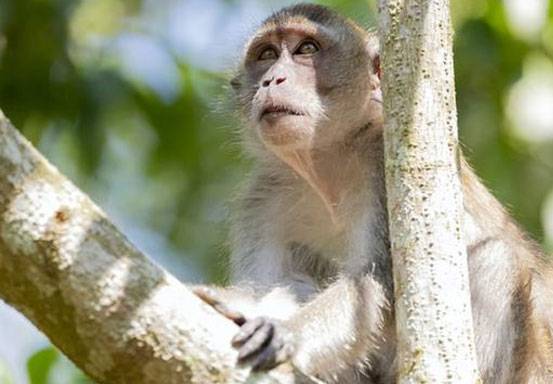 Monyet Jadi Pelaku Telepon Misterius ke Layanan Darurat dari Kebun Binatang, Kok Bisa?