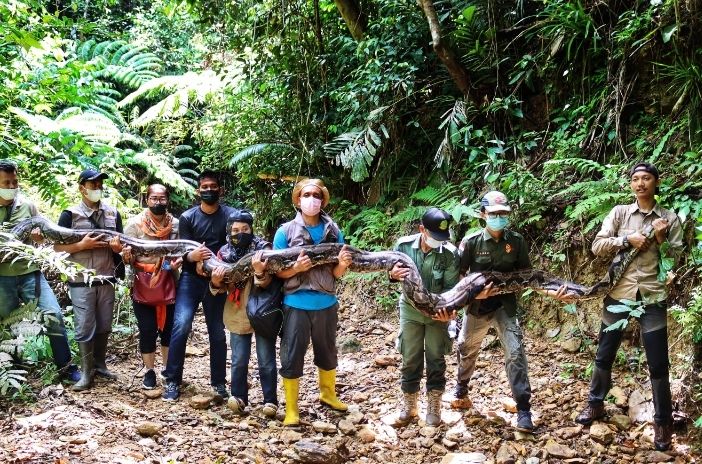 Ditemukan di Kebun Sawit, Piton 9 Meter Seberat 120 Kg Dievakuasi BBKSDA Riau