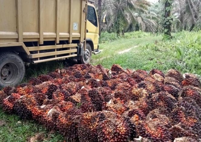 Turun Sedikit, Harga Kelapa Sawit di Riau Pekan Ini Rp 2.797 Perkilogram