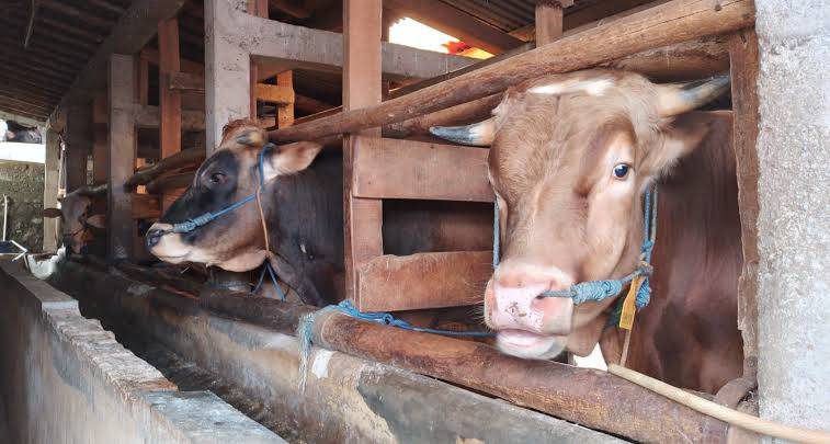 Dagingnya Aman Dikonsumsi, 28 Ekor Hewan Ternak di Riau Dipotong Paksa karena PMK