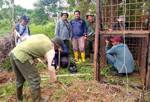 Jejak Harimau Ditemukan di Desa Teluk Lanus Siak, BKSDA Riau Pasang Boxtrap