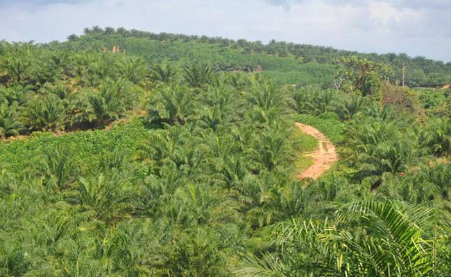Kementerian LHK Ungkap Puluhan Perusahaan di Riau Garap 50 Ribu Hektare Kawasan Hutan Tanpa Izin