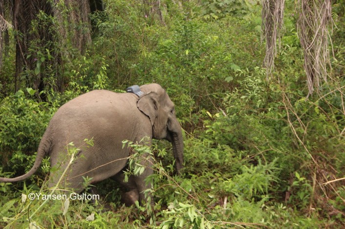 Cegah Konflik, Gajah Liar di Riau Dipasangi GPS