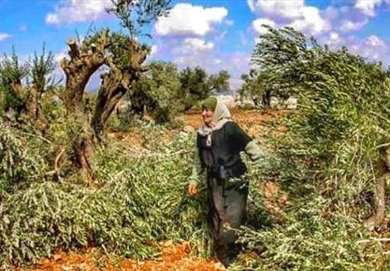 Penghancuran pohon zaitun oleh warga Israel di Palestina. Foto: Anadolu agency