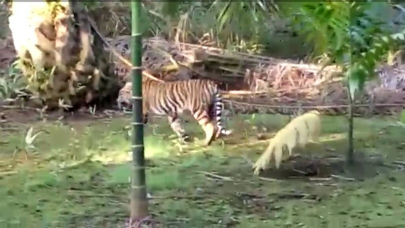 Resahkan Masyarakat, Harimau Berkeliaran di Inhil