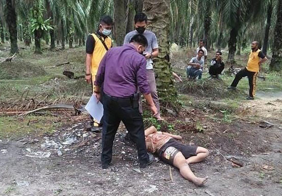 Mayat Wanita Cantik di Kebun Sawit Tapung Diduga Korban Pembunuhan