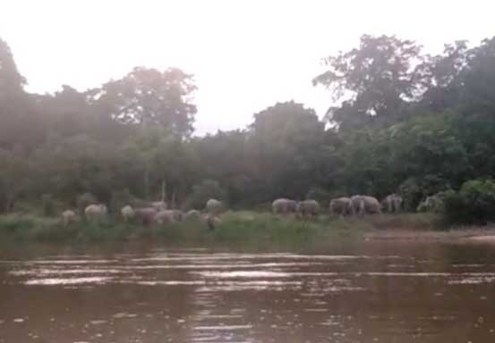 Puluhan Gajah Berkeliaran di Desa Sotol, Pelalawan