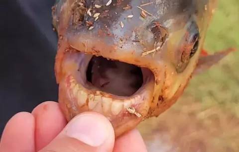 Bocah Tangkap Ikan Aneh di Kolam, ternyata Punya Gigi Seperti Manusia