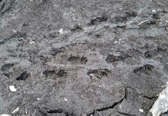 Ada Jejak Harimau di Lahan Bekas Terbakar, Warga Pelalawan Waswas
