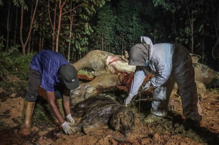 Jahat Sekali! Gajah di Bengkalis Mati Setelah Makan Nanas Beracun