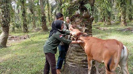 Realisasi Vaksinasi PMK Hewan Ternak di Riau Baru 71 Persen