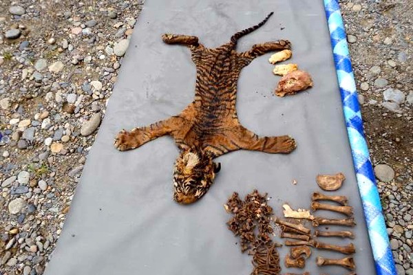 WWF Minta Polisi Tangkap Pelaku Penjual Kulit Harimau yang Buron