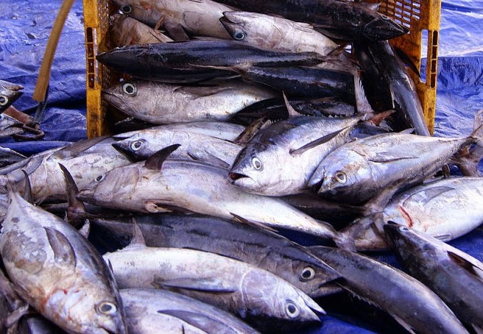 Alhamdulillah... Harga Ikan Laut di Pekanbaru Turun