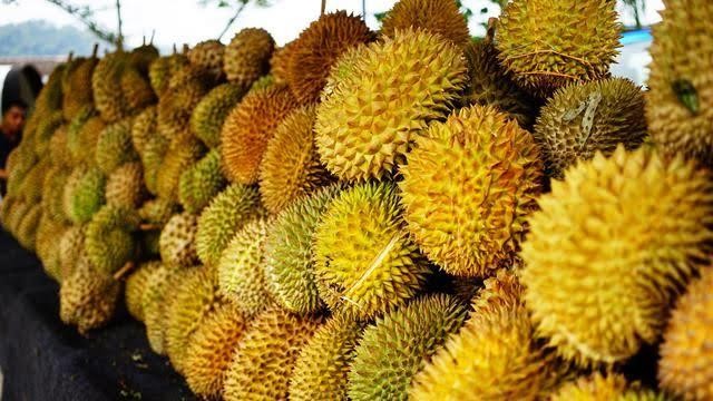 Dengan Bayar Rp50 Ribu, Ayo Makan Durian Sepuasnya di Pasar Seribu Durian di Rohul