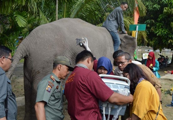 Gajah Sumatra Ngatini Hamil di Taman Wisata Alam Buluh Cina