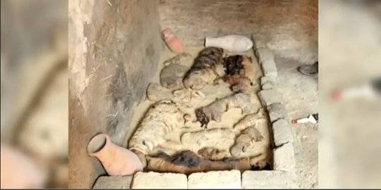 Peneliti Temukan Puluhan Mumi Kucing di Sekitar Makam Firaun