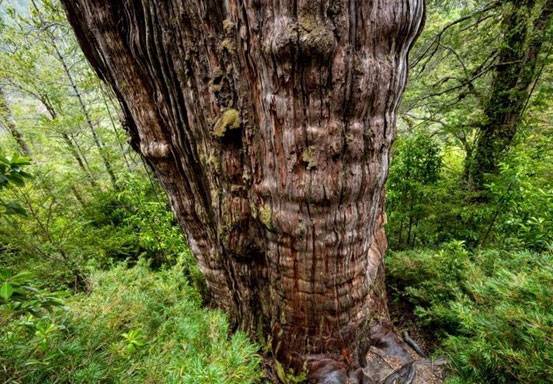 Wujud Pohon Tertua di Dunia yang Ditemukan di Hutan Chili