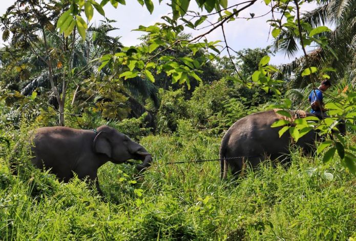 Dua Ekor Gajah Sumatera di Inhu Dilakukan Translokasi ke Luar Riau