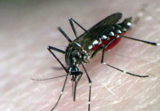 China Temukan Teknologi Nuklir Berantas Nyamuk Bawa Penyakit