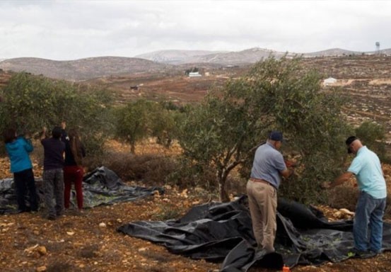 Tentara Israel Usir Petani Zaitun Palestina dari Kebunnya