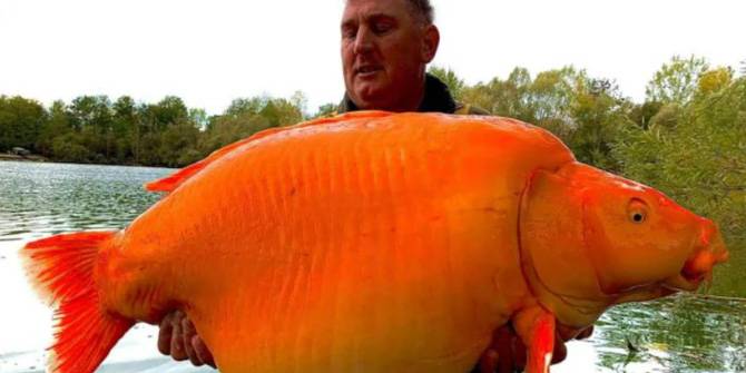 Ikan Mas Raksasa Berhasil Ditangkap di Danau Prancis, Beratnya Mencengangkan
