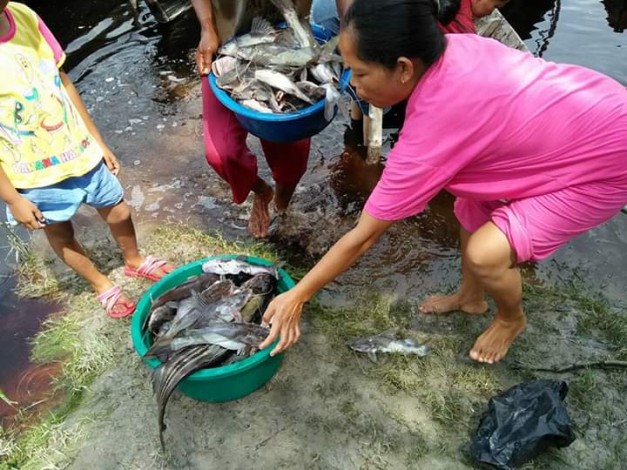 Usai Banjir Banyak Ikan Mati Mendadak di Pelalawan